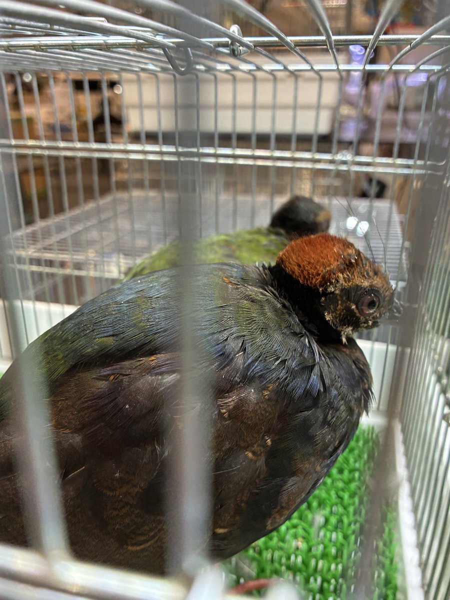 kenjisone2's tweet photo. こんばんは！

ジャパンレプタイルズショーの会場セッティング終了しました。
ショウガラゴ、リスザル、タケネズミの他カンムリシャコ、ホワイトチョウショウバトの���沢山の生体を連れて来ております。
皆様のお越しをお待ちしております。
＃ショウガラゴ
#リスザル
#タケネズミ
#カンムリシャコ https://t.co/5HgzbhwqUd