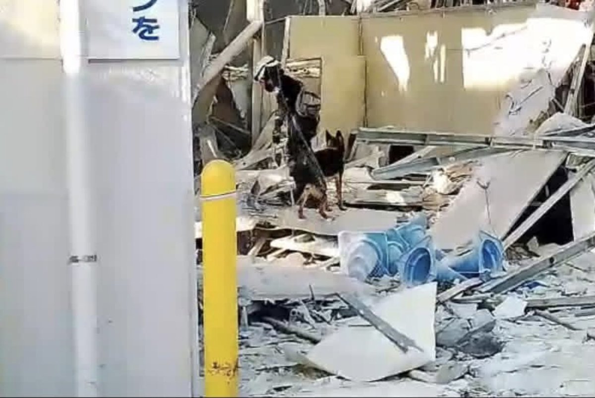 hdsk9_searchdog's tweet photo. [令和8年熊本地震活動報告]

報告に先立ち,この度の震災によりお亡くなりになられた方々ならびにご遺族さまにお悔やみ申し上げます。
また,被害に遭われた全ての方にお見舞い申し上げます。

令和8年熊本地震における私たちの捜索活動を終了いたしました。

余震が続くなか,未だ捜索活動中の関係機関の方々の無事を祈りつつ帰路に着きました。 

出発から帰路まで,SNSでのシェアやお気遣いのお声掛け,口座へのご寄付,ほしいものリストでの物資ご寄付等々たくさんのご支援をありがとうございます。
心よりお礼申し上げます。
また,現地において共に活動してくださった他団体の皆さまにも深く感謝いたします。
そしてお休みをくださった職場の皆さま,ご協力ありがとうございます。

#捜索救助犬HDSK9愛知
#令和8年熊本地震
#イオンモール熊本
#災害救助犬リッター奏響蔵斗
