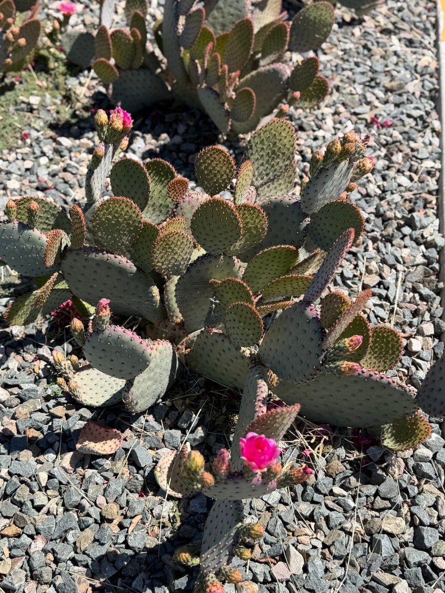 KatrinaPrivate_'s tweet photo. if you send me plant pics, we’re already friends https://t.co/bgmCs2QHY4
