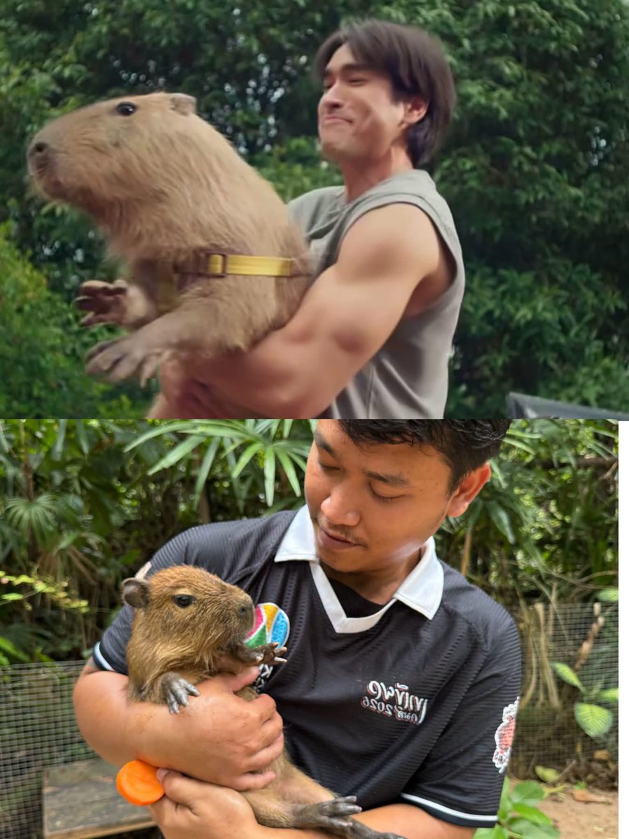 and_khamoo's tweet photo. รู้สึกมีความคล้าย
น้องวันจะเป็นอินฟลู พี่ๆช่วยดันหน่อย555 #hippo #PygmyHippo #ขาหมูแอนด์เดอะแก๊ง #หมูเด้งเด้งกี่โมง #Moodeng #พี่ขาหมู #สวนสัตว์เปิดเขาเขียว https://t.co/z0HMJDQUtn