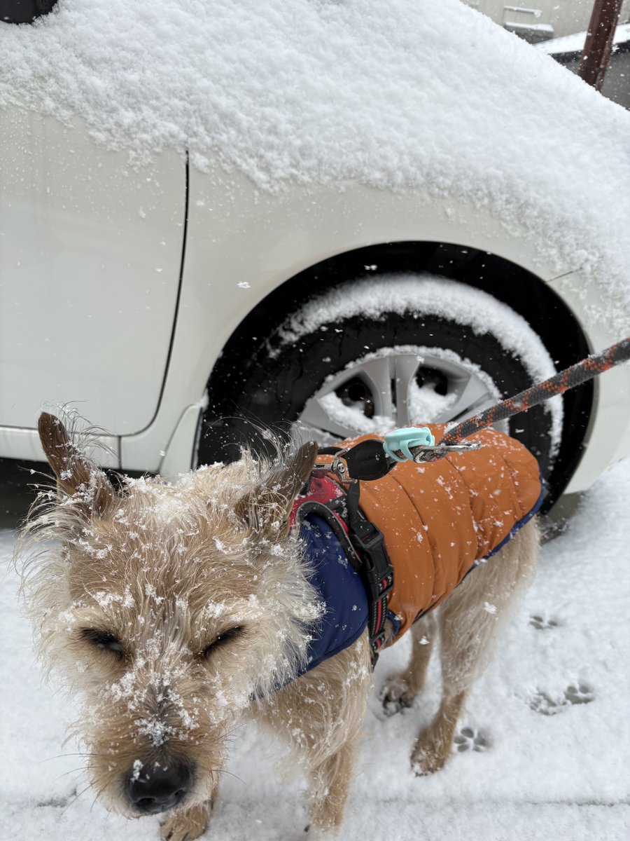 tugen558's tweet photo. いつまてまこの暑さが続くのか
冬の雪まみれのイッヌでも見て現実逃避しましょう https://t.co/Zh6UjMHjWi