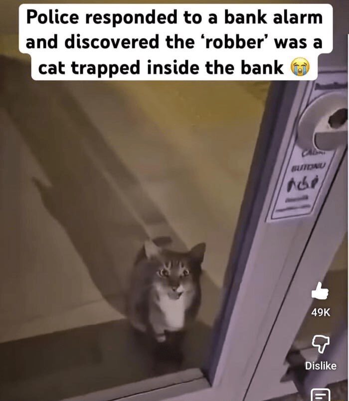 CatPosted's tweet photo. https://t.co/LUbgDYFVi9