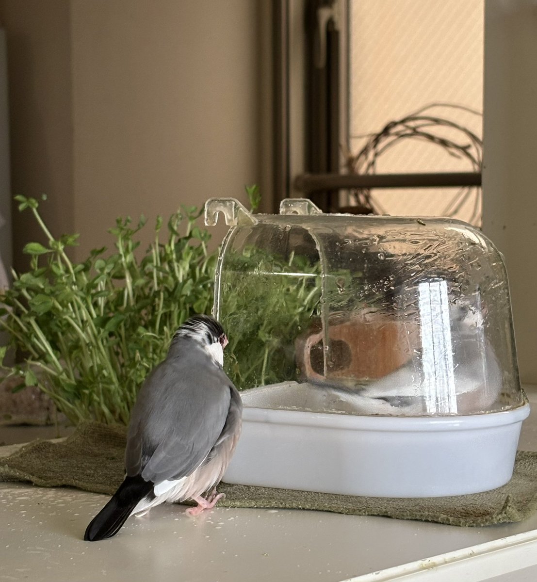 wknswd's tweet photo. みなさん元気です。

#文鳥 https://t.co/B23Zs81eFS