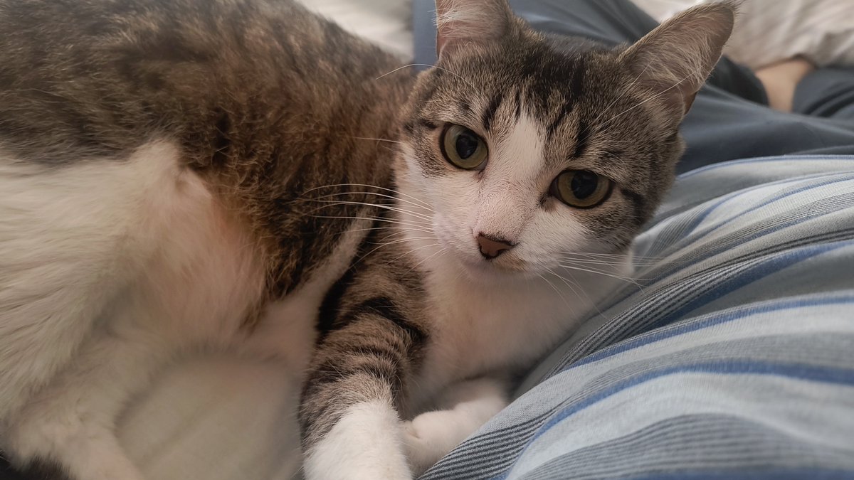 aitoriturregi's tweet photo. @jan_et2 @Marinaxbaeee Bien estoy de vacaciones, como mejor se puede estar, ahora estoy tumbado en la cama con mi gata hiru al lado https://t.co/ypwhFIl40D