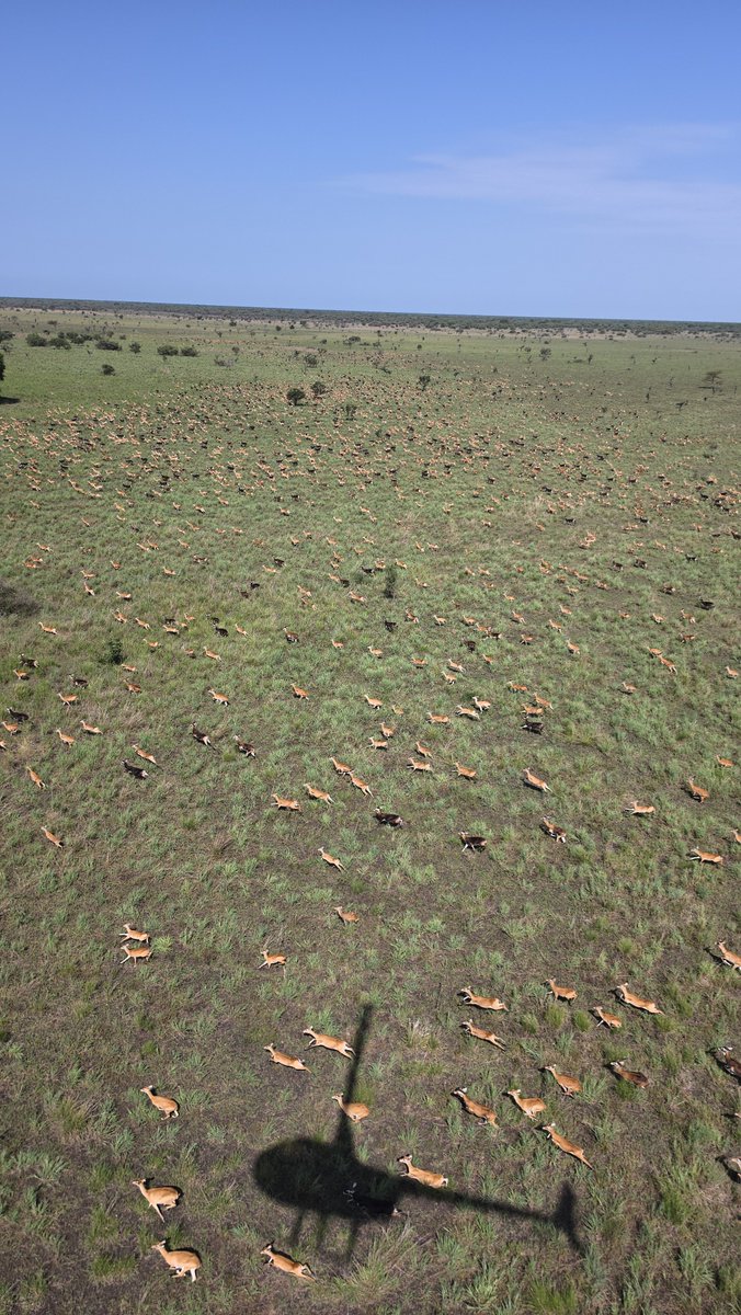 DOT_SSD's tweet photo. Flying with the chopper to see the Great Nile Migration in Boma. This is what we want the world to know. 

#VisitSouthSudan https://t.co/IaTH9cAcNf