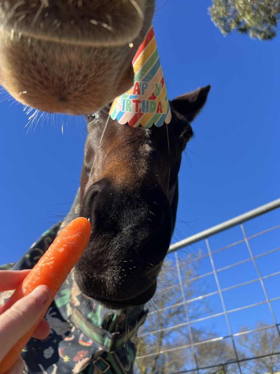Lunar & Sunny 🐴 tweet media
