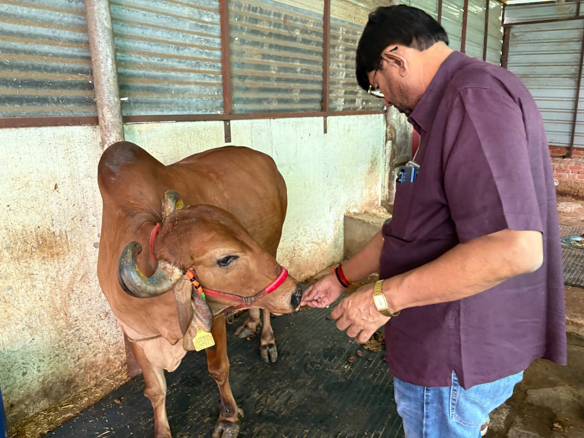 Lakhan_BJP's tweet photo. आज दमोह निवास पर गौमाता को गुड़ रोटी खिलाकर सेवा की। https://t.co/JV9Ce373pW