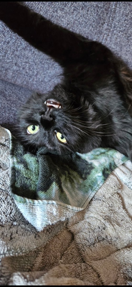 Rhekuu's tweet photo. @EciWoelfchen Bin der meinung, meine Katze Charon sollte dein Handy schmücken. https://t.co/NFTpr5b64C