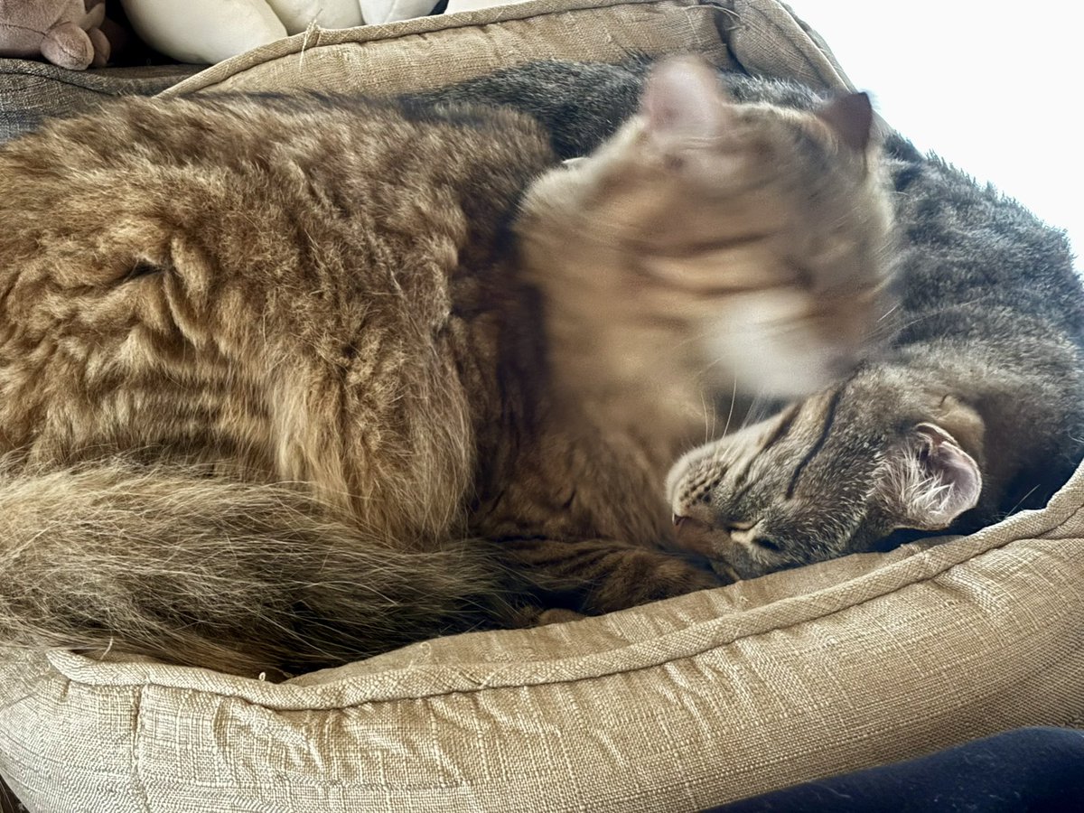 22maple's tweet photo. 弟を熱心に舐めるあまり残像になる猫 https://t.co/VlXV75xILS