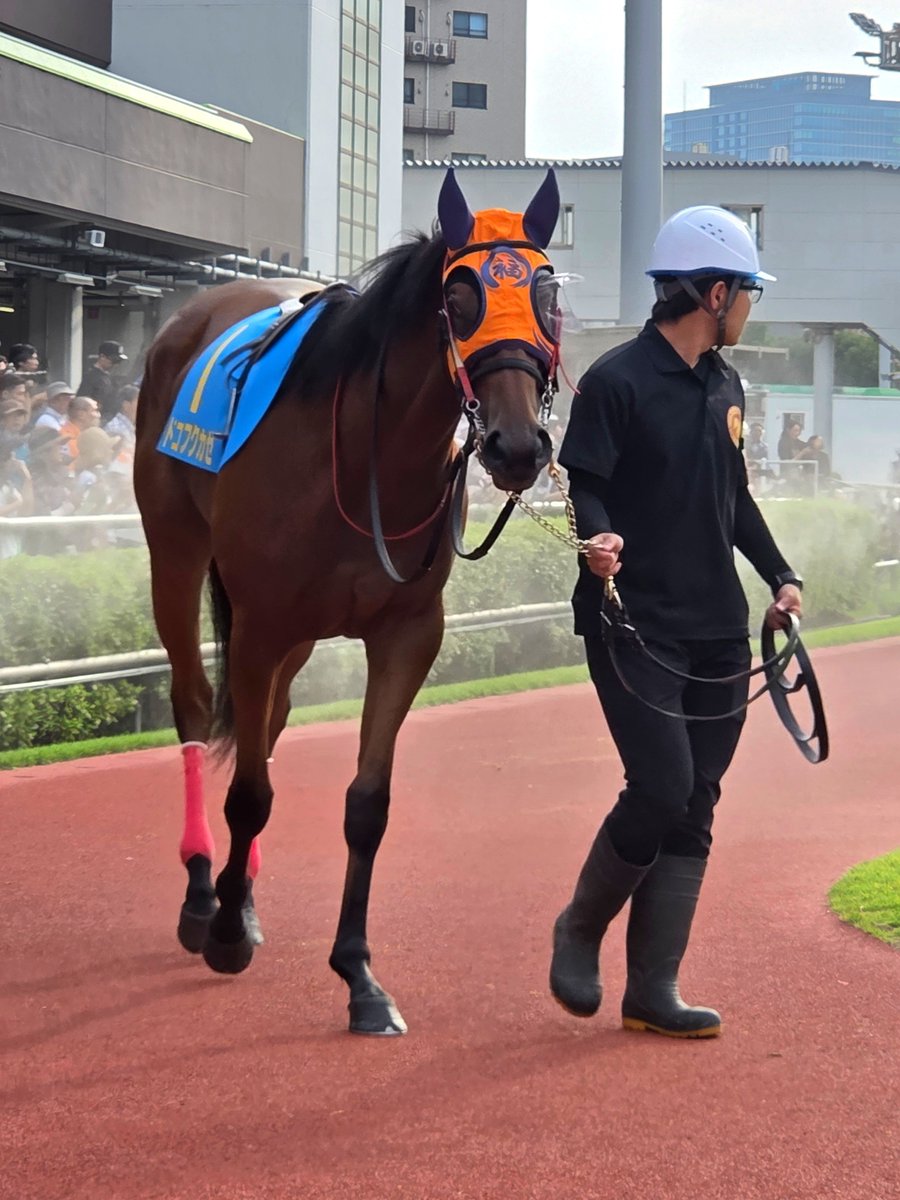 izumushi40's tweet photo. 拡散してー
福ちゃんだよ！！

 #ドコフクカゼ
 #スパーキングデビュー新馬
 #がんばれ福ちゃん https://t.co/G0Gp2w0Odi