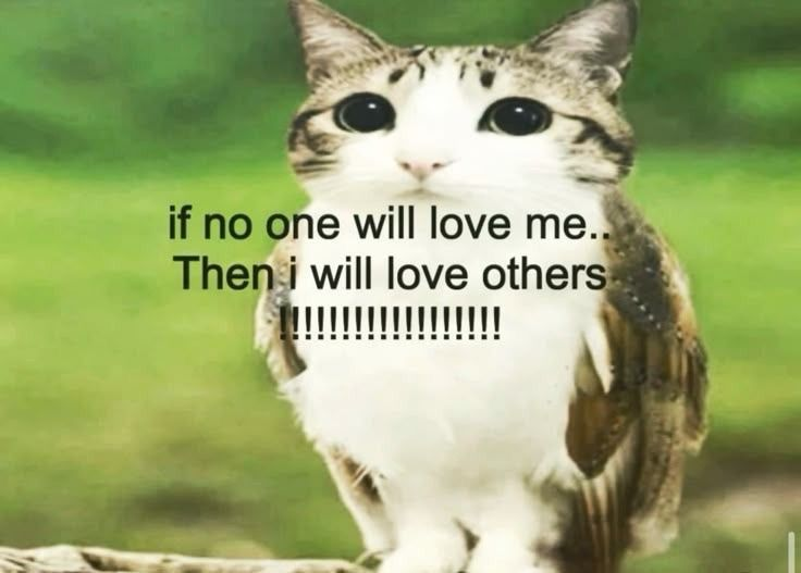 CatPosted's tweet photo. https://t.co/v0kTaAy1Fb