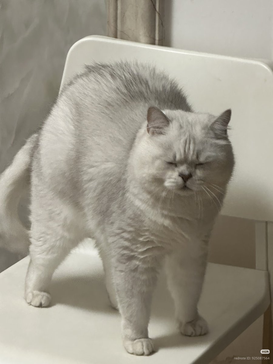 nocontextscats's tweet photo. 😖 https://t.co/u2c80xpGe4