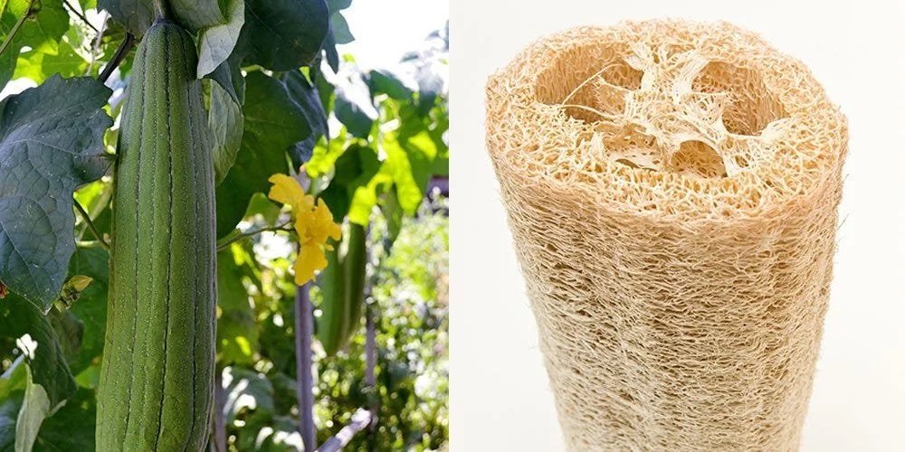 GodsonR39's tweet photo. Abantu mwakuriye mucyaro bino byangwe byakimeza murabyibuka?

Ujye kuri Amazon wandikemo “Natural Loofah sponge” urebe amadolari babigurisha!

Niba ufite ikimejeje kurugo iwawe ufite imari. https://t.co/yqkjTigCqc