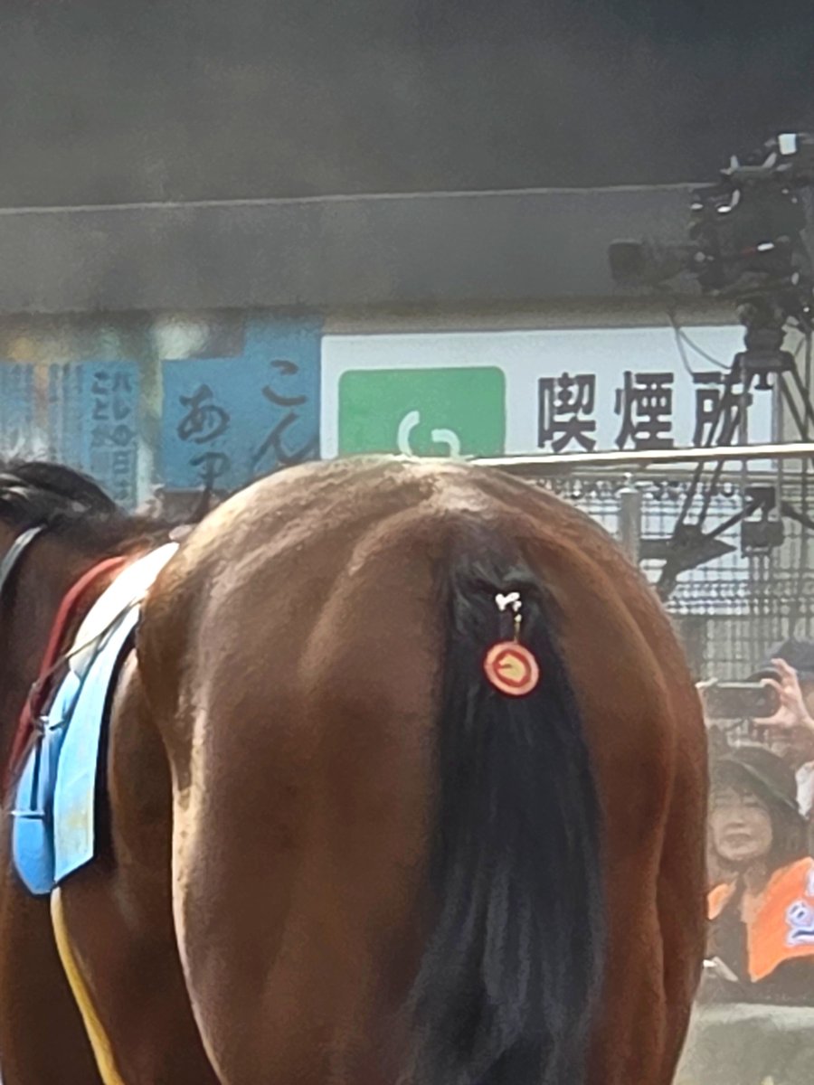 izumushi40's tweet photo. 拡散してー
福ちゃんだよ！！

 #ドコフクカゼ
 #スパーキングデビュー新馬
 #がんばれ福ちゃん https://t.co/G0Gp2w0Odi