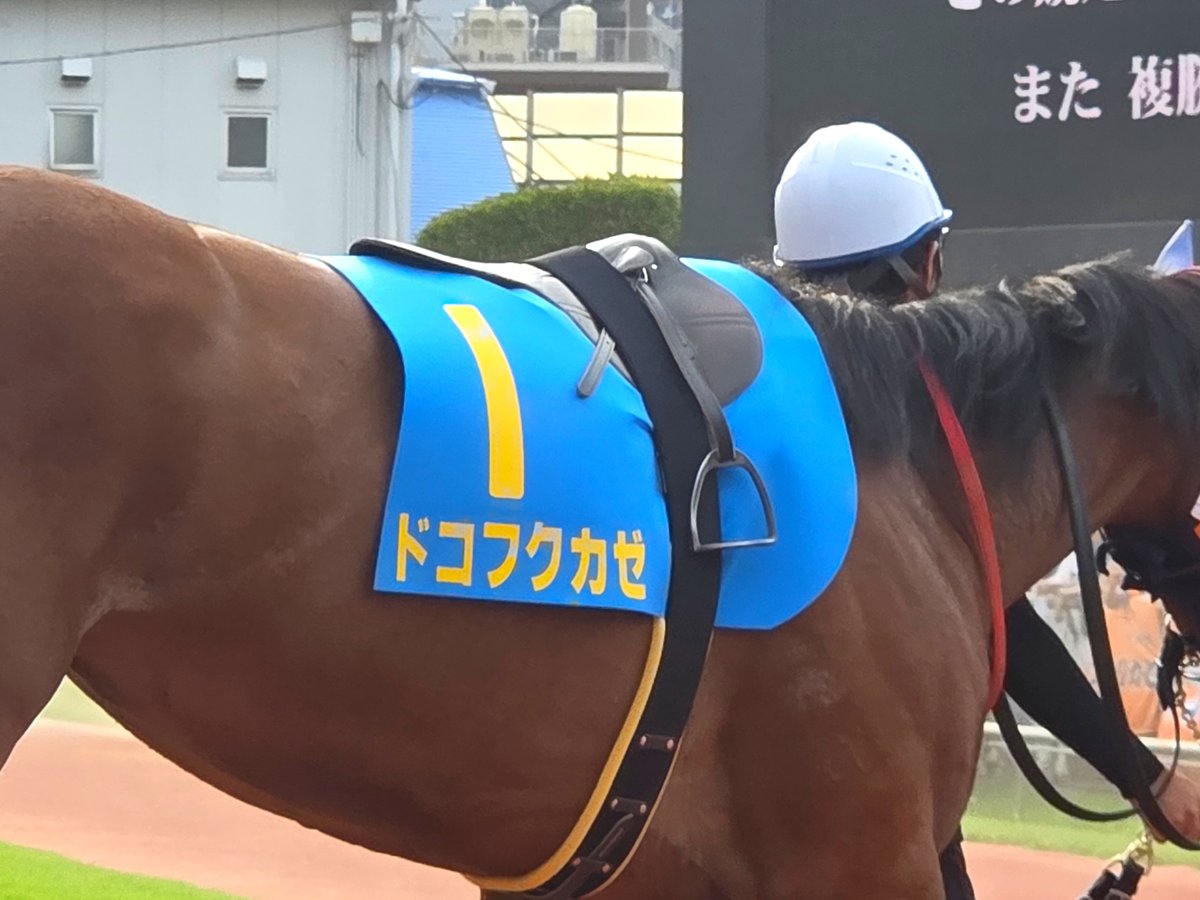 izumushi40's tweet photo. 拡散してー
福ちゃんだよ！！

 #ドコフクカゼ
 #スパーキングデビュー新馬
 #がんばれ福ちゃん https://t.co/G0Gp2w0Odi