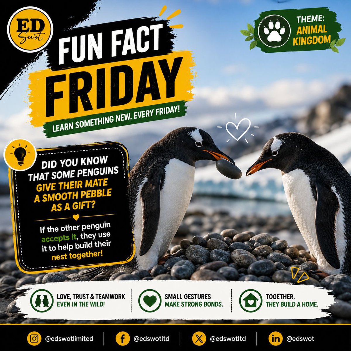 edswotltd's tweet photo. #FunFactFriday

Did you know some penguins gift their mate a smooth pebble?

If it's accepted, they use it to build their nest together.

Tiny gesture. Big meaning.

What's the most thoughtful gift you've ever received?

#LearnWithEdswot #Penguins https://t.co/IXxxLL86t3