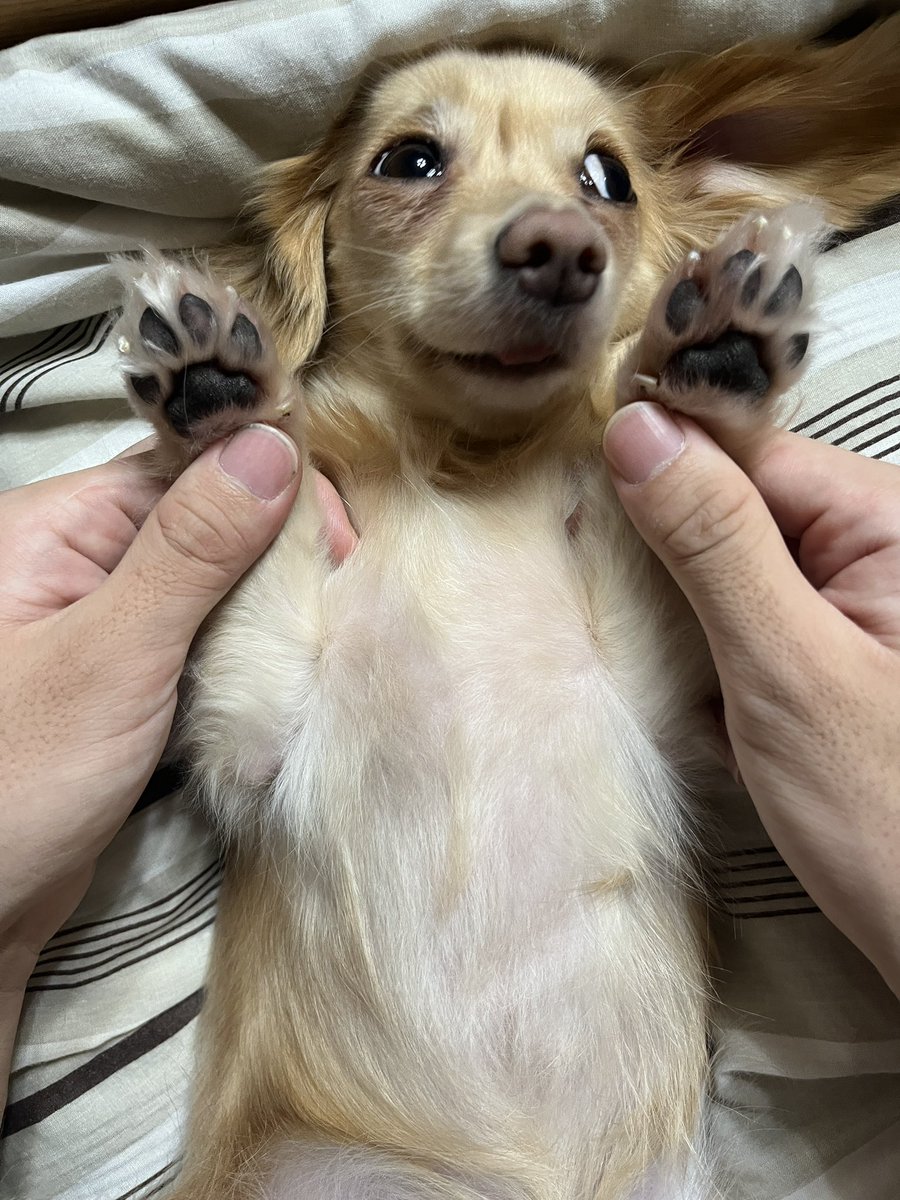 ChitoseChihiro's tweet photo. 実家の犬 https://t.co/nDHfMTMVvS