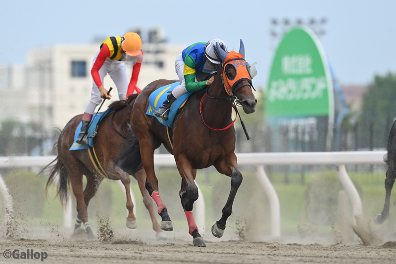 gallop_keiba's tweet photo. 生まれつき左目が見えない"福ちゃん"こと #ドコフクカゼ が川崎5Rでデビュー。
結果は4着でしたが、向こう正面で上がっていくときには場内から大きな歓声が飛び、無事の入線後は拍手に包まれました。 https://t.co/3YW9SNUY2G