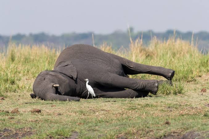 georgediano's tweet photo. It is alleged that 15 elephants were poisoned using cyanide in Amboseli. That's not peasant poaching, it's Large scale mining. Someone has started an operation in the park. We shall smoke him out!! https://t.co/qfzbRZc4t1