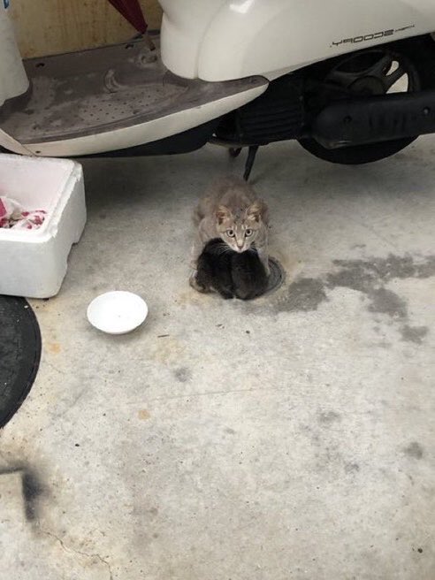 猫しか勝たん tweet media