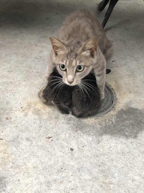 猫しか勝たん tweet media