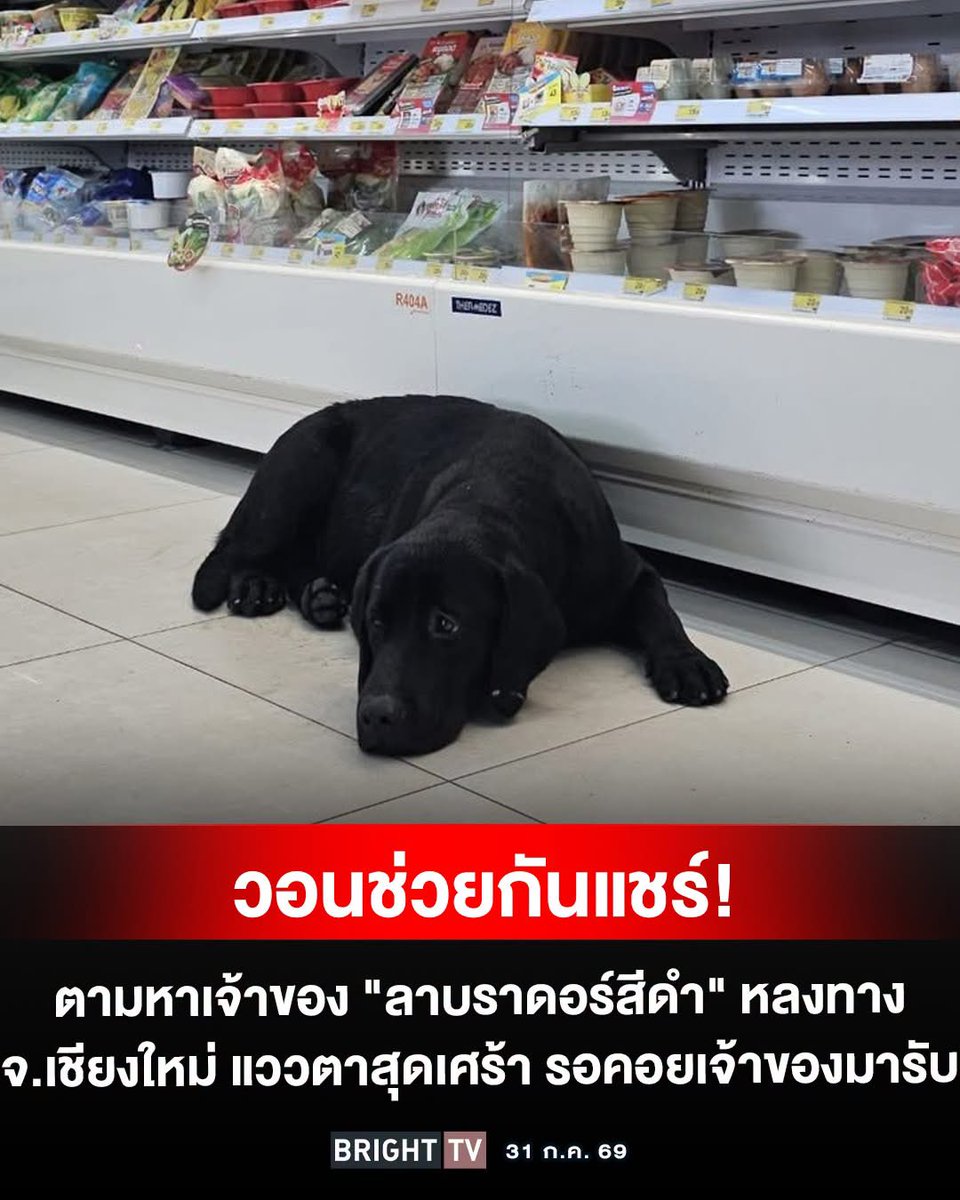 SOFEEEE8's tweet photo. ผู้ใช้ FB Jiratkanya Cheauchomkul โพสต์ตามหาเจ้าของสุนัขพันธุ์ ลาบราดอร์ รีทรีฟเวอร์ สีดำ ที่มานอนเฝ้าอยู่หน้าร้าน 7-Eleven บริเวณถนนวงแหวนรอบ 2 ใกล้แยกรวมโชค จ.เชียงใหม่ หลายวัน และมีท่าทางเศร้าสร้อย
- ล่าสุด เจ้าของร้าน อดัม ใกล้หมู่บ้านลานนาวิลล์คุณ Aphitchaya Klaitim  ได้รับน้องไปดูแลชั่วคราวแล้ว
- ตรวจสอบเบื้องต้นพบว่าเป็น เพศเมีย อายุประมาณ 7–9 เดือน จุดสังเกตคือ มีขนสีขาวบริเวณหูซ้าย
- ขณะนี้น้องปลอดภัยและอยู่ในการดูแล แต่ยังคงเร่งตามหาเจ้าของตัวจริง เพื่อให้ได้กลับบ้านอย่างปลอดภัย
- ผู้ที่คิดว่าเป็นเจ้าของ หรือมีเบาะแส สามารถติดต่อรับน้องคืนได้ที่ร้านอดัม ใกล้แยกรวมโชค จ.เชียงใหม่ หรือติดต่อไปที่ FB ช่องที่กล่าวมาได้เลยนะคะ