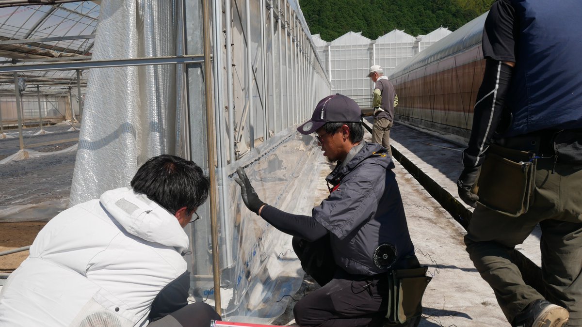 kochiaftc's tweet photo. 今週は早朝からビニールハウスの張り替えをしました。留め具や紐を使ってビニールをしっかり固定。研修生からは「張り替えを経験できて良かった」との声が多く、良い勉強になったようです。

#高知　＃農業　＃就農　＃研修　＃ビニールハウス　＃こうち農カモン　＃こうち農comeon https://t.co/fQLbYaDrXG