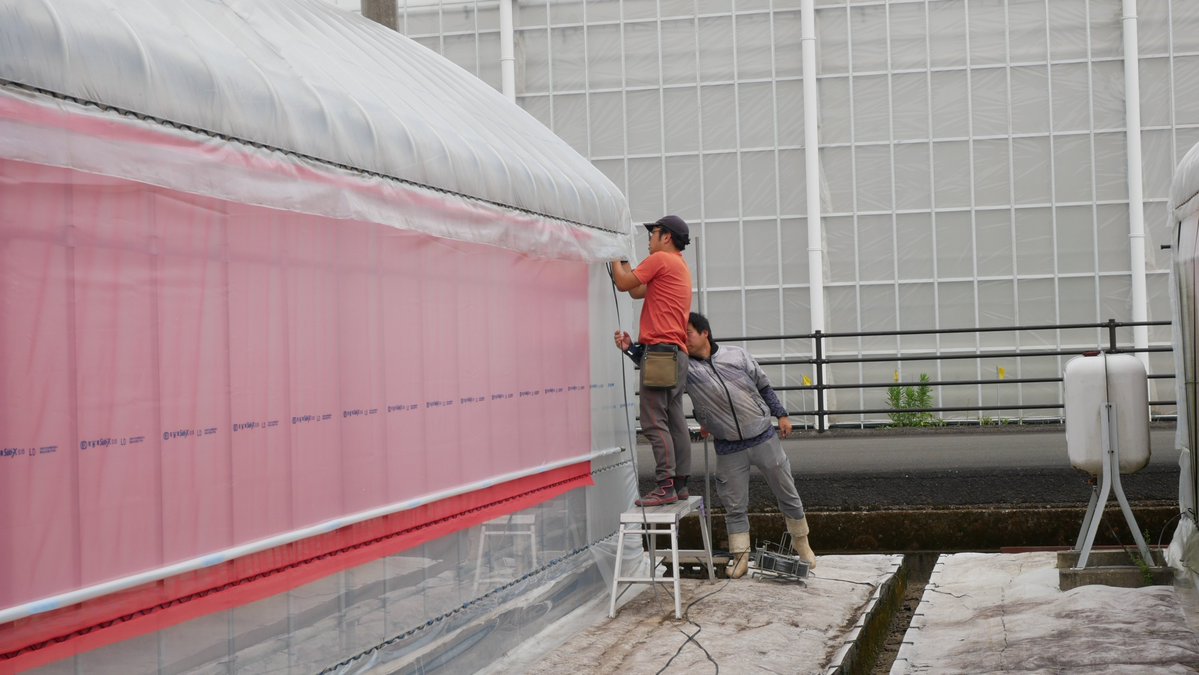 kochiaftc's tweet photo. 今週は早朝からビニールハウスの張り替えをしました。留め具や紐を使ってビニールをしっかり固定。研修生からは「張り替えを経験できて良かった」との声が多く、良い勉強になったようです。

#高知　＃農業　＃就農　＃研修　＃ビニールハウス　＃こうち農カモン　＃こうち農comeon https://t.co/fQLbYaDrXG