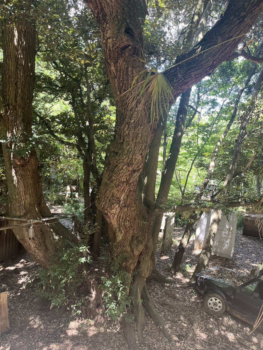 No9SURVIVALGAME's tweet photo. 明日、明後日はフリー参加定例会開催日です！
無料送迎、初心者プランなどの参加予約も入ってるので開催決定です！
当日参加もOK🙆‍♂️
暑いですが定例会開催フィールドは日陰が多いです！
アイス、かき氷、冷房ルームもあります！
更衣室もエアコン完備！
ご来場お待ちしております。 https://t.co/3PYzW7pHxg