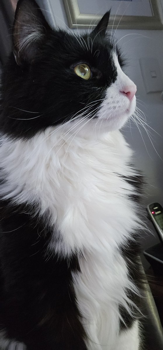 IamKitty_Cat's tweet photo. My beautiful 14 year old boy. Passed over the Rainbow Bridge a week tomorrow. Miss him terribly. RIP buddy.💔🌈🐈‍⬛ https://t.co/FYsOM8uegN