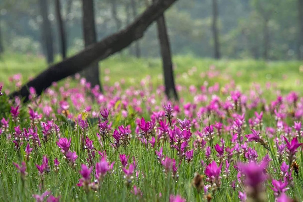 pr_prdnp's tweet photo. 🌸โค้งสุดท้าย! รีบไปชมดอกกระเจียว "ราชินีแห่งป่าฝน" ที่ทุ่งบัวสวรรค์ 1 อช.ไทรทอง จ.ชัยภูมิ บานสะพรั่งสวยจึ้งมาก 💖 1 ปีมีแค่ครั้งเดียว! 🚗ขับรถเข้าด่านซับมงคลถึงทุ่งได้เลย สะดวกสุดๆ เตรียมพร็อพให้พร้อมแล้วไปกัน! 📸 #ทุ่งดอกกระเจียว #อุทยานแห่งชาติไทรทอง #ชัยภูมิ https://t.co/s0rx7NJxZF