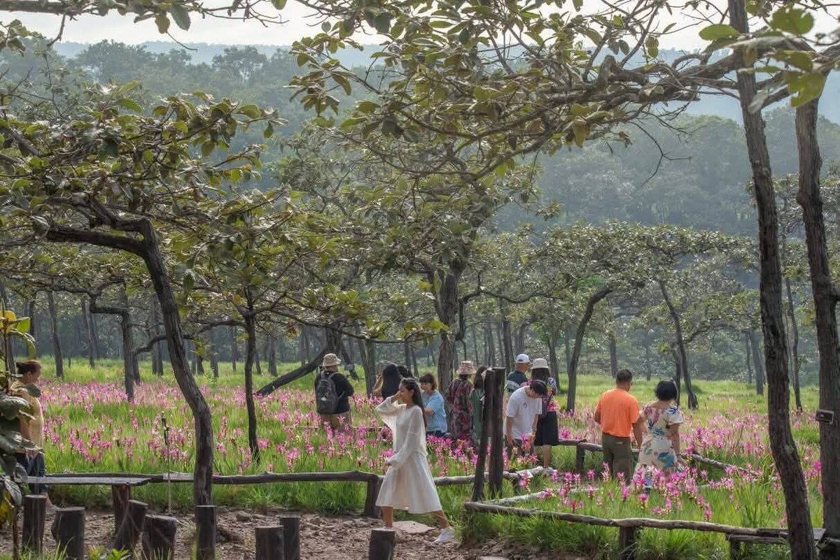 pr_prdnp's tweet photo. 🌸โค้งสุดท้าย! รีบไปชมดอกกระเจียว "ราชินีแห่งป่าฝน" ที่ทุ่งบัวสวรรค์ 1 อช.ไทรทอง จ.ชัยภูมิ บานสะพรั่งสวยจึ้งมาก 💖 1 ปีมีแค่ครั้งเดียว! 🚗ขับรถเข้าด่านซับมงคลถึงทุ่งได้เลย สะดวกสุดๆ เตรียมพร็อพให้พร้อมแล้วไปกัน! 📸 #ทุ่งดอกกระเจียว #อุทยานแห่งชาติไทรทอง #ชัยภูมิ https://t.co/s0rx7NJxZF