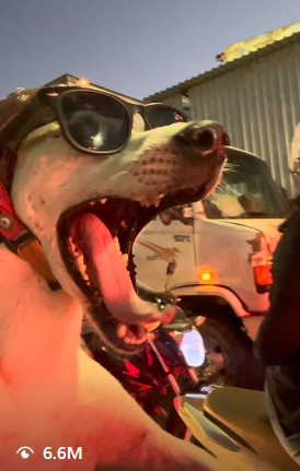 000xy_0's tweet photo. A DOG RIDING A MOTORBIKE IS GOING MEGA VIRAL RN

This dog named "Belo Caramello" is going mega viral on both Instagram and TikTok, for literally riding a motorbike,

Just one vid has 6.6M views in just a few days, and many more across other videos and TikTok, and comments are filled with MEMES.

NEVER BEEN DONE BEFORE, FIRST TIME EVER DEVVED.

IG: 
https://t.co/Qs4KtMdq5E

TikTok:
https://t.co/gREy59SXds