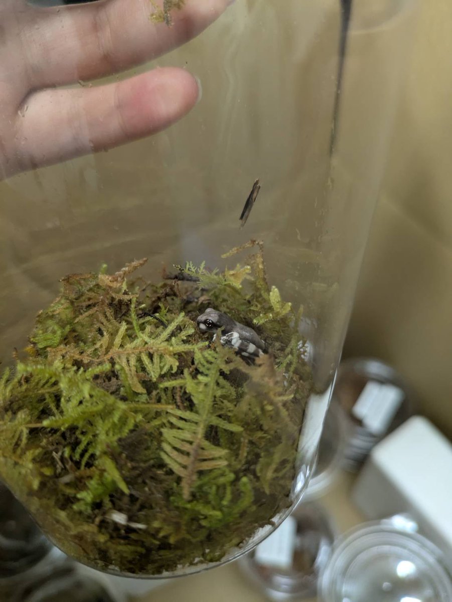aurafarm1273's tweet photo. #JRS静岡　👀目玉商品🔥

ミルクフロッグ🐸ベビー
敷いてあるのはグリーンモスです

国産カブトムシ販売します！
他、マウスのイベント限定価格も実施🧊 https://t.co/sjSzCQ6vXW