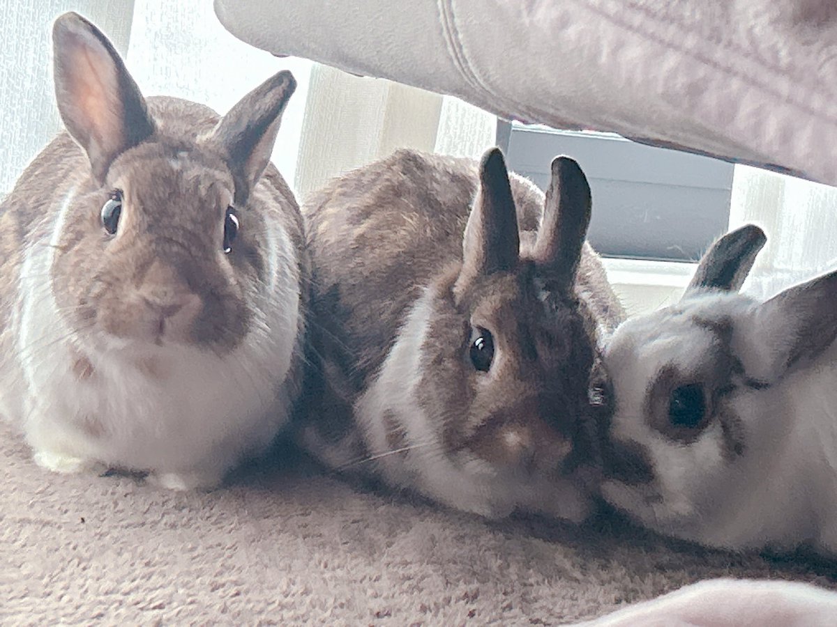 音がしたら、 いきなり、猛ダッシュ💨💨💨 そして、しなもん🐰のところ