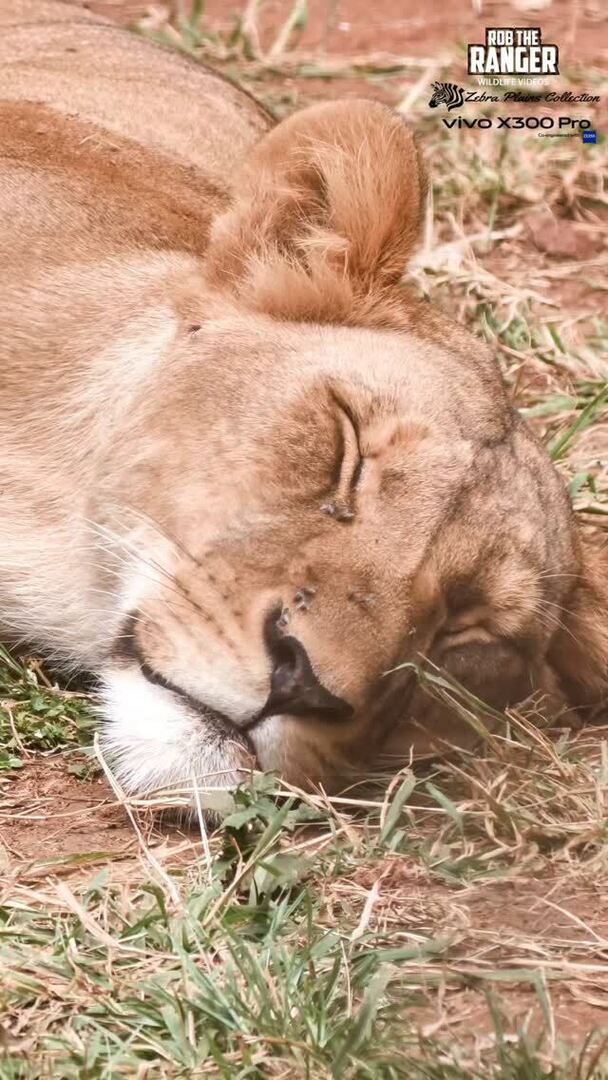 Robtheranger's tweet photo. Sleeping lioness, Nairobi Animal Orphanage, Nairobi National Park
Filmed with the Vivo X300 Pro Photographer Kit from @vivo_mobile_kenya
#nowfilming
#vivox300pro
#vivox300prophotography
#nairobinationalpark
#zebraplainscollection
Check out these spe… https://t.co/v5hjO6GwDg https://t.co/WmFXcXjzAk