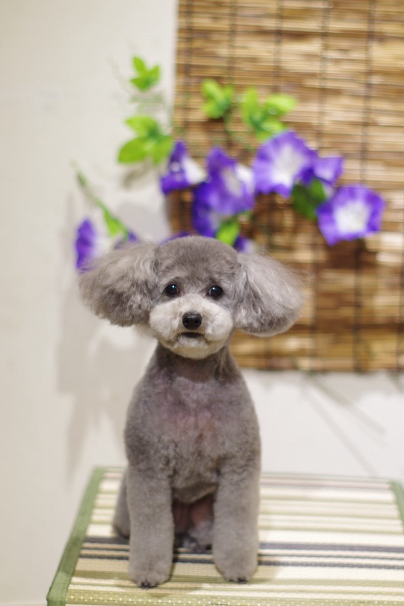 1Dogspace's tweet photo. シャンプーカットコースでご来店のプードルちゃん
次回のご予約ありがとうございます

★只今 8月、9月のご予約受付中★

DogSpace#1
大田区大森北4-12-22
03-6404-6480

#トリミングサロン JR大森駅 #犬 #トイプードル https://t.co/YPoAbcAeL0