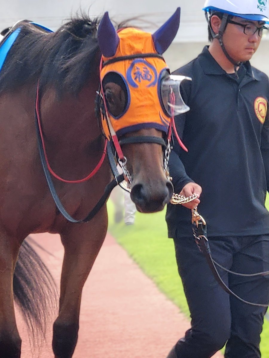 cocoa_air31's tweet photo. 川崎5R
#ドコフクカゼ
#新原周馬 騎手
#スパーキングデビュー新馬2歳
#川崎競馬 

福ちゃん追い上げ凄く､4着掲示板!!
歓声が凄かったです👏
無事に完走ありがとう🍀 https://t.co/zutCHJnx2u