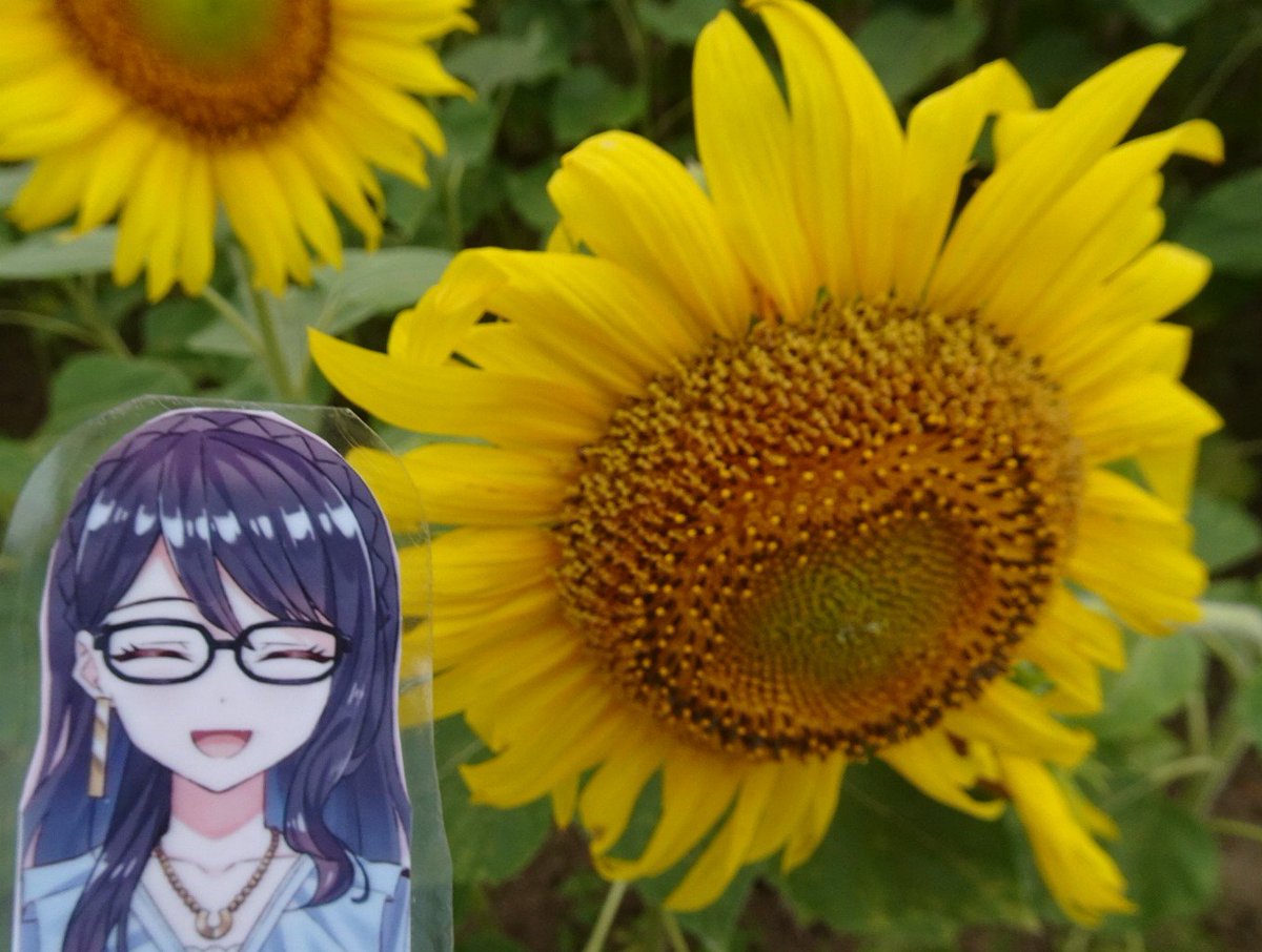 heppo586's tweet photo. 夕美さんが一番好きな花、今年も咲いていた。見ててくれるかな。

#一色百景 https://t.co/xczbRdzMYj