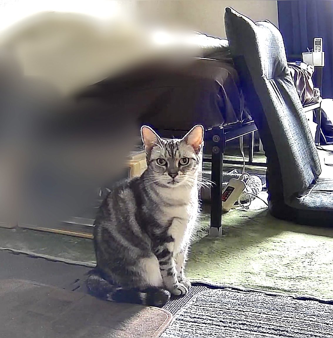 nilyum0123's tweet photo. 我が家もついにペット見守りカメラを導入
早速ねこに監視されている😺
🐱「あなたが、見られているのにゃ」
#猫のいる暮らし #ねこのいる生活 #Lifewithacat #Americanshorthair #アメショ #アメリカンショートヘア https://t.co/dCBMlNNMVH
