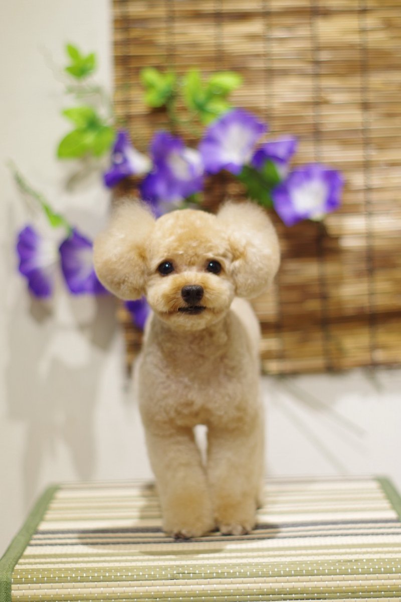 1Dogspace's tweet photo. シャンプーカットコースでご来店のプードルちゃん  
来月もお待ちしています

★只今 8月、9月のご予約受付中★    

DogSpace#1  
大田区大森北4-12-22  
03-6404-6480    

#トリミングサロン JR大森駅 #犬 #トイプードル https://t.co/XxHBmT0x7F