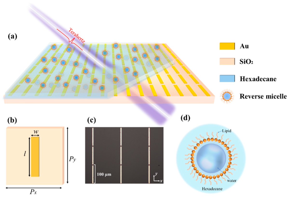 Biosensors_MDPI's tweet photo. 📣Call for Reading:
#Article
Exploring the Application of Terahertz Metamaterials Based on Metallic Strip Structures in Detection of Reverse Micelles
By Jing Yang, et al, Shanghai Institute of Technology
https://t.co/dZCmR8I5uF
#terahertz #metamaterial #biosensor #open_access https://t.co/2TjhSEgWce