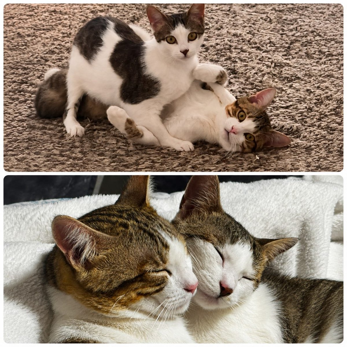 AsociacionADAT's tweet photo. 💕 DOS PEQUEÑOS CORAZONES BUSCAN UN HOGAR JUNTOS 💕 #TORRENT, #VALENCIA.
ESPERAN ESA FAMILIA DE #ADOPCIÓN, #ADOPCIÓN_CONJUNTA PARA NO TENER QUE SEPARARSE.
ESTÁN MUY UNIDOS Y SON INSEPARABLES.
¿ TE GUSTARÍA SER ESA FAMILIA QUE NECESITAN ?
Contacta por WhatsApp con uno de los... https://t.co/xstn1AXfRi