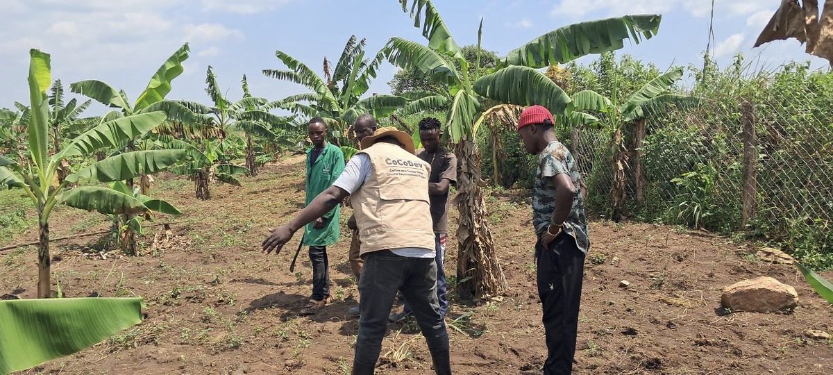 Muganzisecure's tweet photo. The coffee farmer is the most important person in the value chain yet earns the least.

I’ve never understood how the person who carries the greatest risk in the coffee industry ends up taking home the smallest reward. The farmer clears the land, buys seedlings, waits years before harvesting, battles droughts, pests, diseases, fluctuating prices and rising production costs. When the season is good, they celebrate. When it is bad they absorb the losses alone.

Yet once that coffee leaves the farm, every other player along the value chain seems to make more from it than the person who grew it.The exporter earns. The importer earns. The roaster earns. The café earns. The retailer earns. Even the cup of coffee served thousands of miles away may cost more than what a farmer was paid for several kilograms of cherries.

Some will say that’s simply how value chains work. They’re right but the real question is: why are farmers so often excluded from the stages where the greatest value is created?

For decades, we’ve encouraged farmers to produce more. Perhaps it’s time we encouraged them to own more of the business instead.

What if farmer cooperatives invested in processing plants, roasting facilities and strong local brands? What if more farmers understood specialty coffee, direct trade, certification and export markets? What if young people saw coffee not just as farming but as a complete business with opportunities in quality control, logistics, branding, marketing, technology, tourism and retail?

The future of coffee isn’t only about increasing production. It’s about increasing ownership.

A country cannot build a truly prosperous coffee sector if the people who grow its greatest export remain at the bottom of the value chain. Farmers deserve more than praise during harvest season they deserve a larger share of the wealth their coffee creates.

The next generation of African coffee farmers shouldn’t only aspire to grow coffee. They should aspire to own brands, export businesses, cafés, roasting companies and every opportunity that coffee can create.

The future belongs to those who don’t just grow the bean but also own its journey.

For God and my country 
#YouthInCoffee  #YouthInAgriculture #ValueAddition #CoffeeBusiness