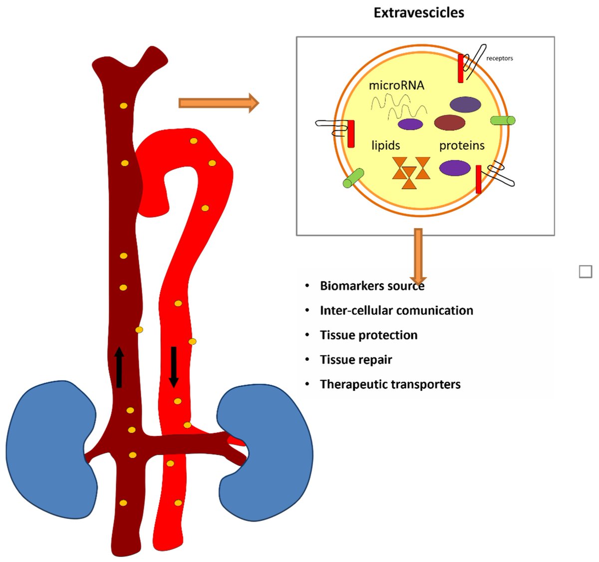 JCM_MDPI's tweet photo. #mdpijcm
📢 Read our #EditorChoice #FeaturePaper
about #Biomarker
📖Urinary and Plasma #miRNAs in the Early Detection of #AcuteKidneyInjury and Their Possible Role as Therapeutic Targets
📌https://t.co/XKQiw5G6cG
@MediPharma_MDPI
#OpenAccess https://t.co/uCGkEFjCWz