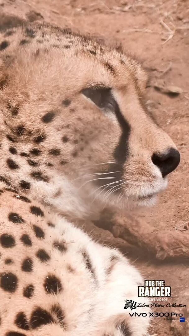 Robtheranger's tweet photo. Cheetah, Nairobi Animal Orphanage, Nairobi National Park
Filmed with the Vivo X300 Pro Photographer Kit from @vivo_mobile_kenya
#nowfilming
#vivox300pro
#vivox300prophotography
#nairobinationalpark
#zebraplainscollection
Check out these special safa… https://t.co/1KlfiOWIVC https://t.co/WplSMoHknk