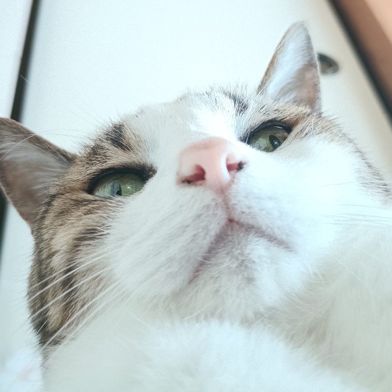 PlasticMaki's tweet photo. T-modelのプラモに こんな商品あったなんて、疾風ニャンコ欲しすぎる〜 https://t.co/zpOeHuOlgU