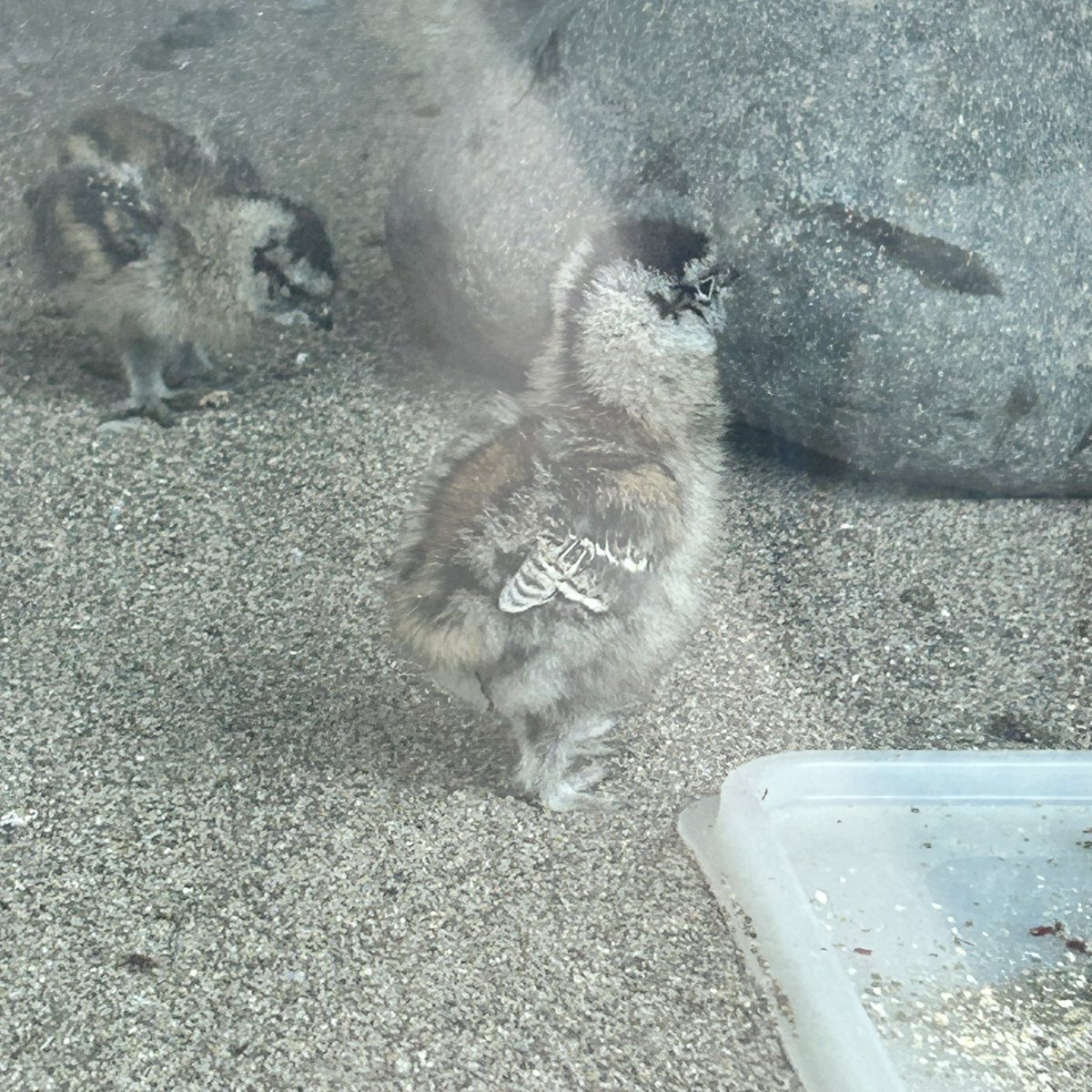 bnbkkpoo's tweet photo. もふもふ☁️

#ライチョウ https://t.co/hVJwPn0DaO