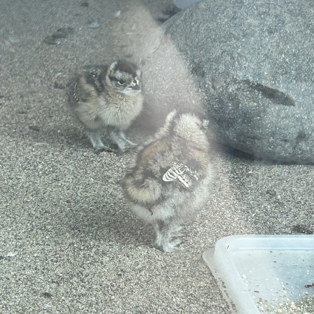 bnbkkpoo's tweet photo. もふもふ☁️

#ライチョウ https://t.co/hVJwPn0DaO