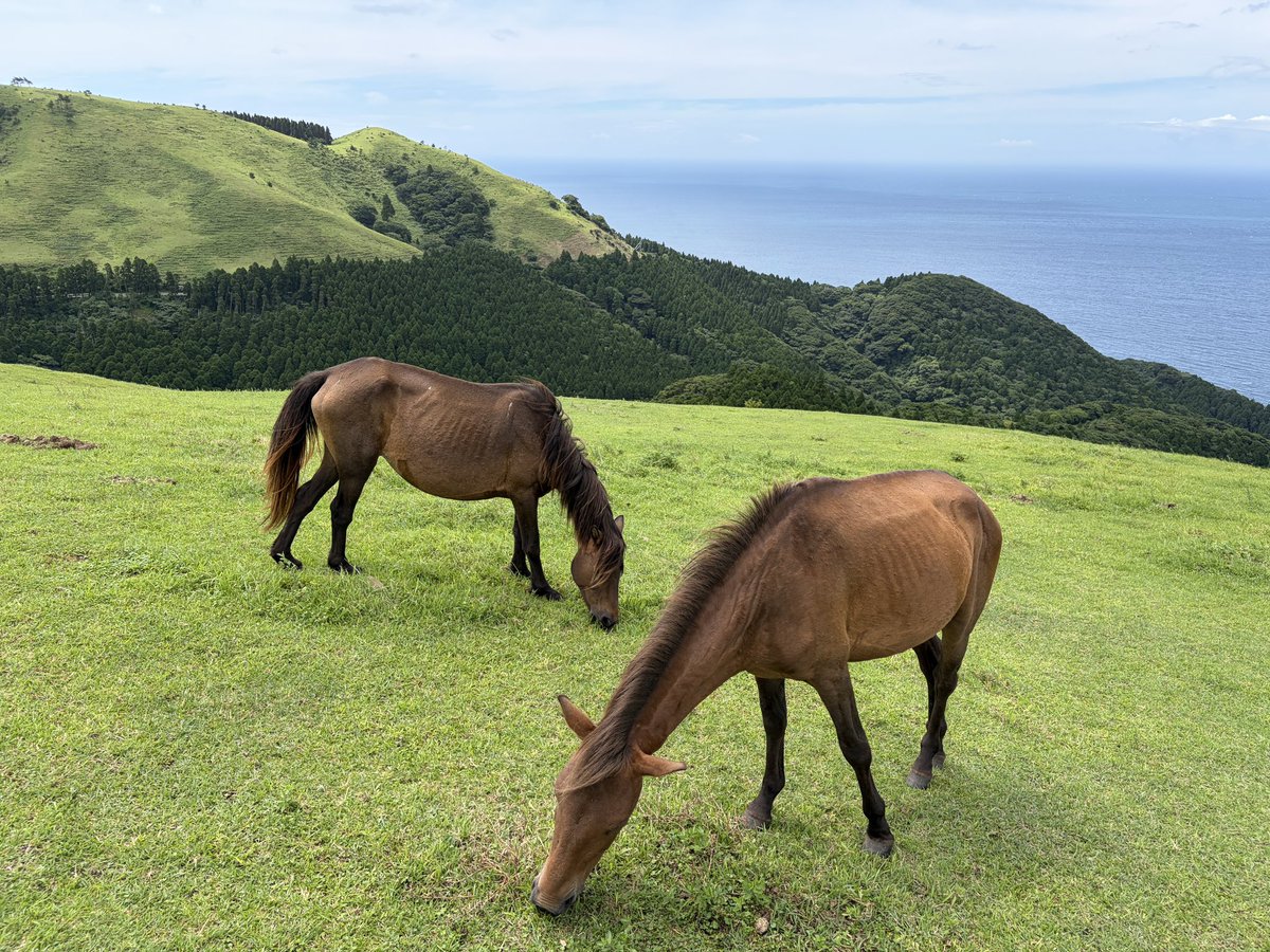 poppe51's tweet photo. 日本で唯一の野生の馬がいるエリア。今まで日本中旅行してきたけどトップクラスに良かった https://t.co/pLbhDv85JS